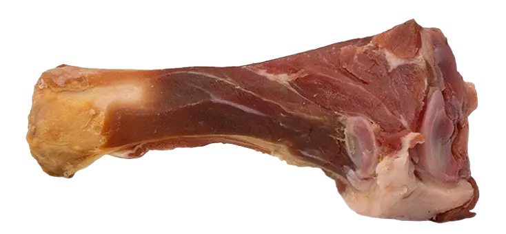 Tibia