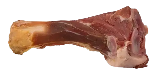 Tibia